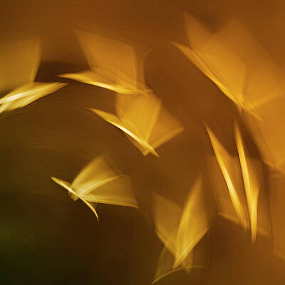 Cindy Duclos Photography — artwork