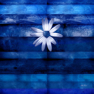 Ann Seaweed — artwork